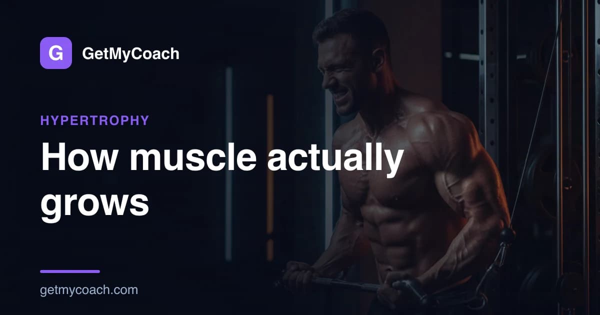 GetMyCoach cover graphic for the article on how muscle actually grows.